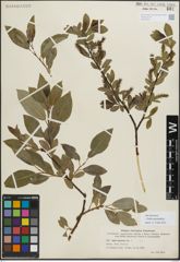 Foto von Salix myrsinifolia Salisb.